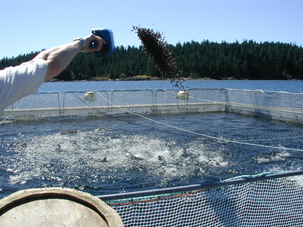 Feeding at Net Pens